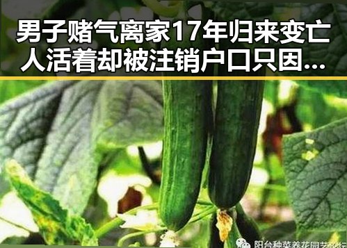 男子赌气离家17年归来变亡人 活着却被注销户口只因赌气离家 女明星在娱乐吃瓜中的敬酒小插曲引发热议
