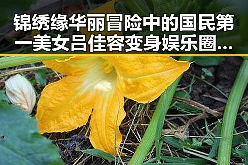 锦绣缘华丽冒险中的国民第一美女吕佳容变身娱乐圈八卦达人揭秘明星黑料